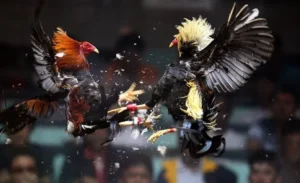 Nắm Bắt Luật Chơi Đá Gà Sabong Tại DAGA Như Một Chuyên Gia