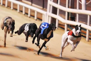 Hướng Dẫn Chơi Đua Chó Tại DAGA Và Các Mẹo Cược Từ Chuyên Gia