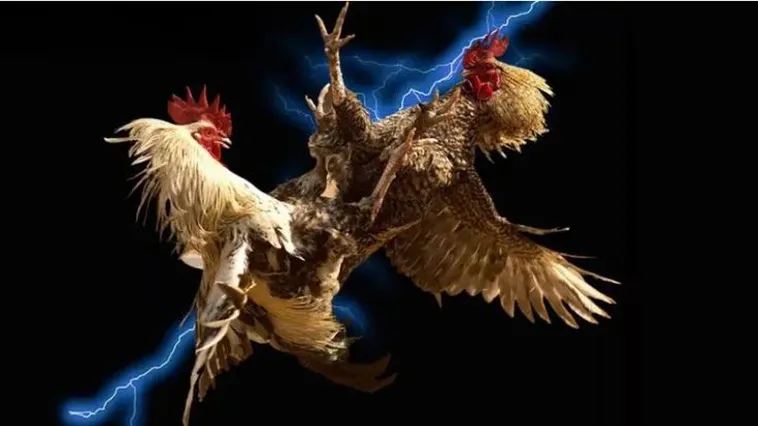 Khám Phá Sức Hút Của Đá Gà DAGA Trong Kỷ Nguyên Số Hiện Đại